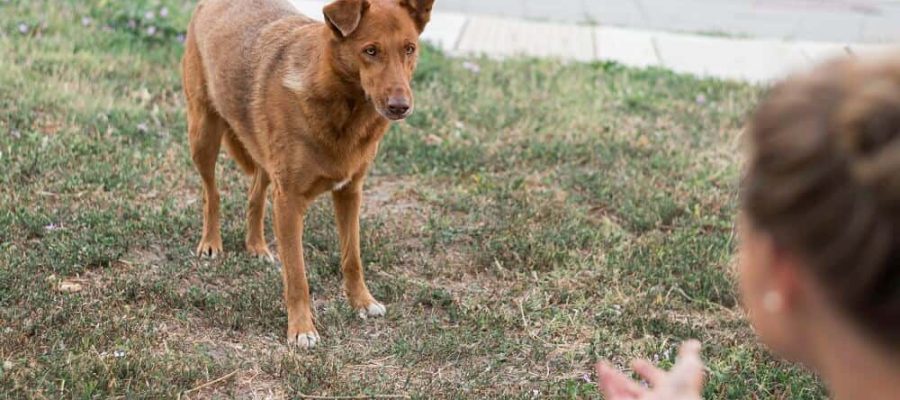 como-acariciar-a-un-perro-si-no-te-conoce